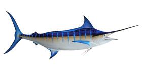 Blue Marlin: Wunderschöner Schwertfisch in kobaltblau